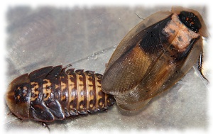 blaberus craniifer